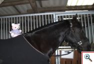 missteddy_mit_pferd.jpg